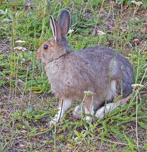 Snowshoe Hare 3.jpg